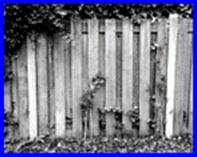 Wooden fence