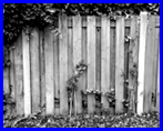 Wooden fence